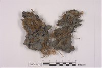 藏品(貓耳衣屬)的圖片